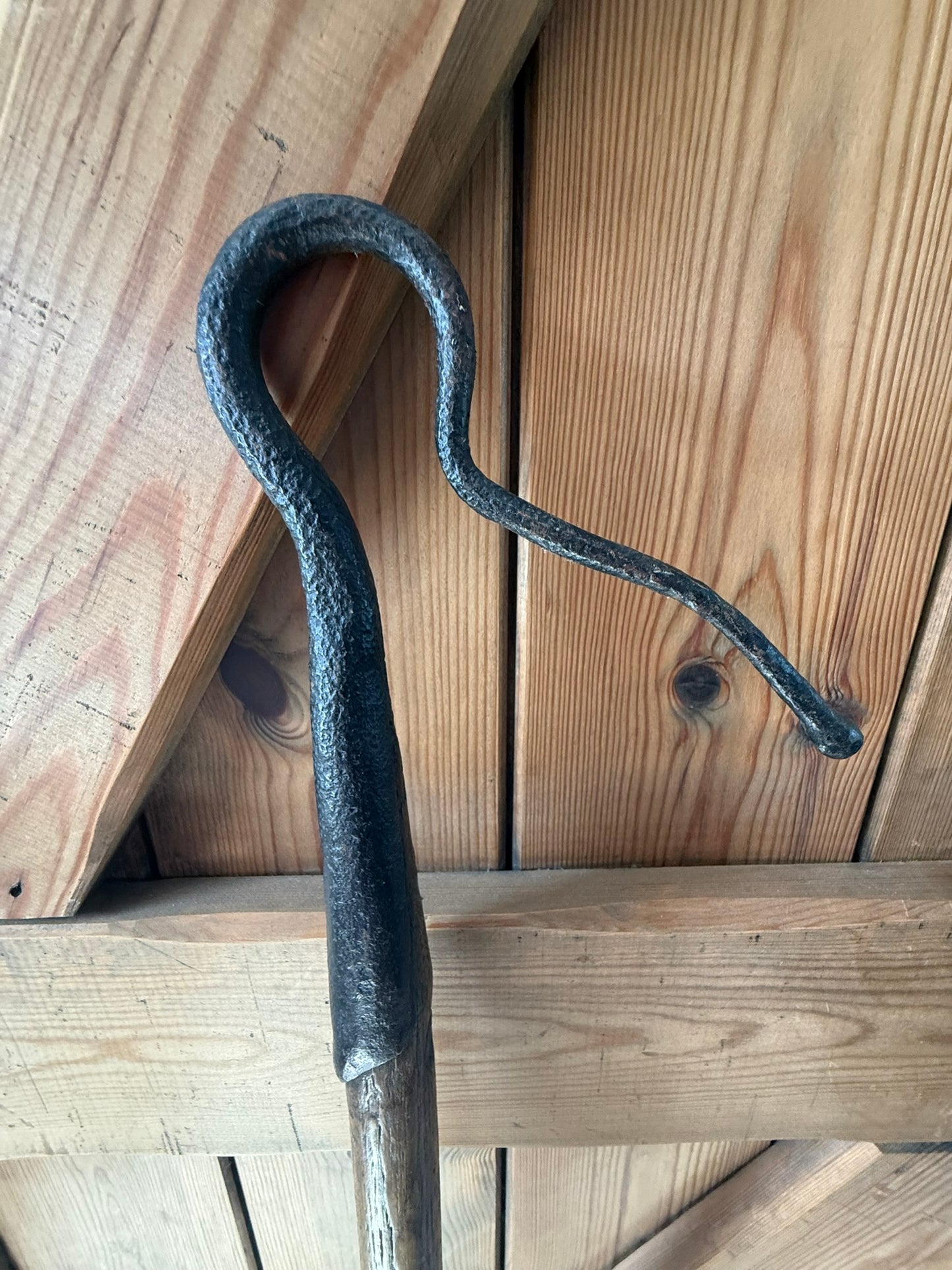 Rare Romney Looker’s Crook